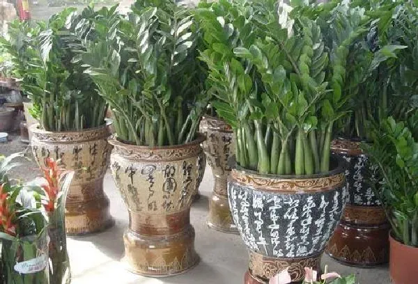 植物换土|金钱树怎么换土 换土换盆时间和方法