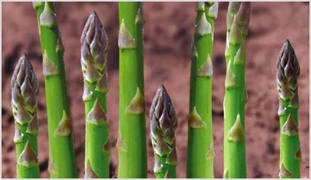 自家阳台种植芦笋的方法 | 农业科普