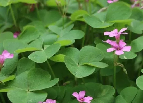 冬天植物|三叶草冬天会冻死吗
