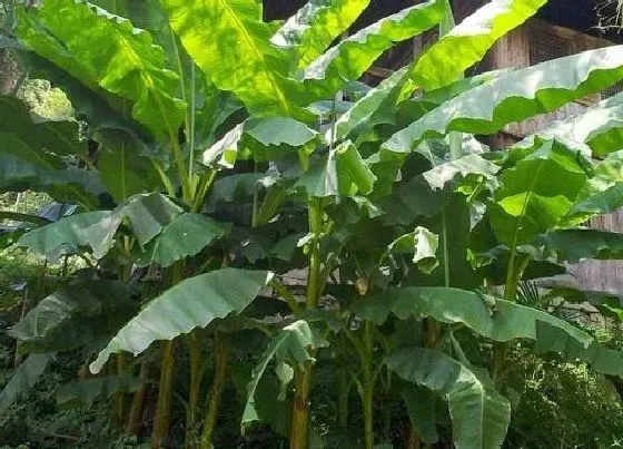 绿植|海边适合种什么植物