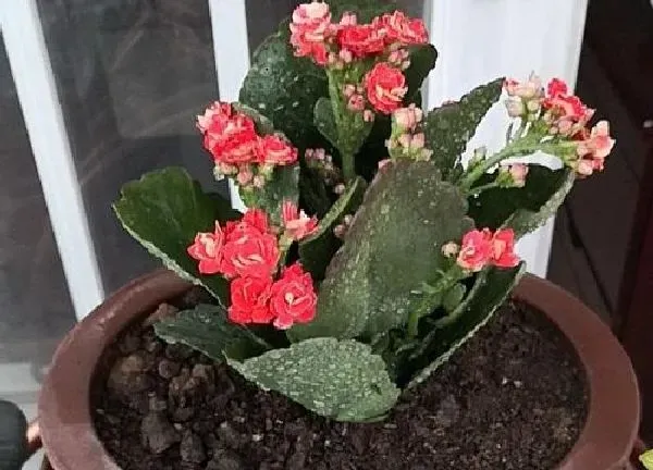 植物浇水|长寿花要浇什么肥最好