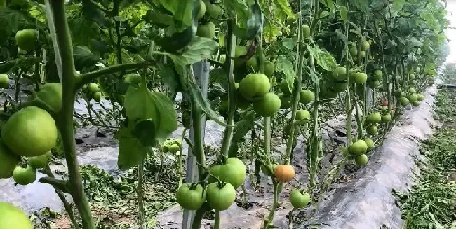 植物施肥|番茄平衡肥什么时候用，番茄平衡肥与高钾肥的使用）