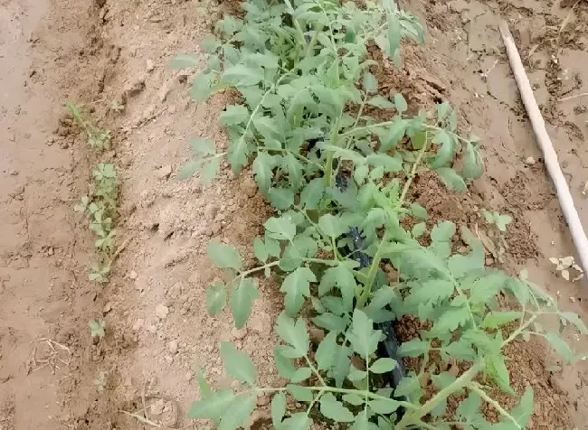 植物施肥|番茄平衡肥什么时候用，番茄平衡肥与高钾肥的使用）