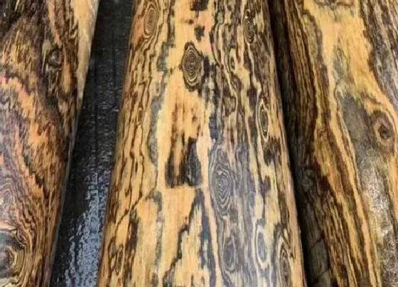 树干|黑柿木是什么木材 产地是哪里的