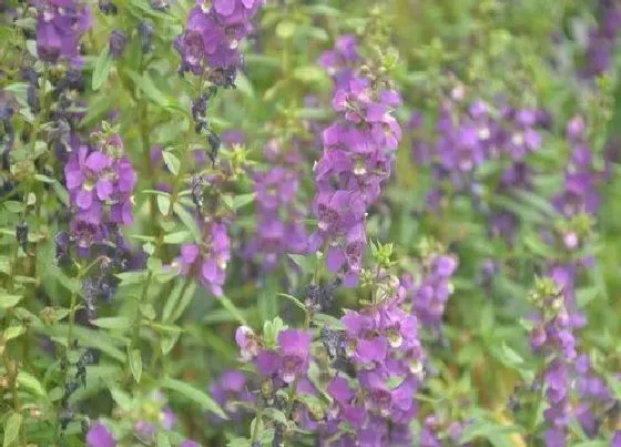 冬天植物|天使花耐寒吗