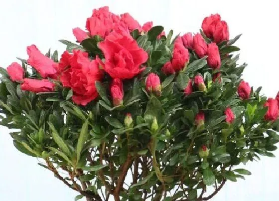 植物百科|适合家里养的花卉有哪些