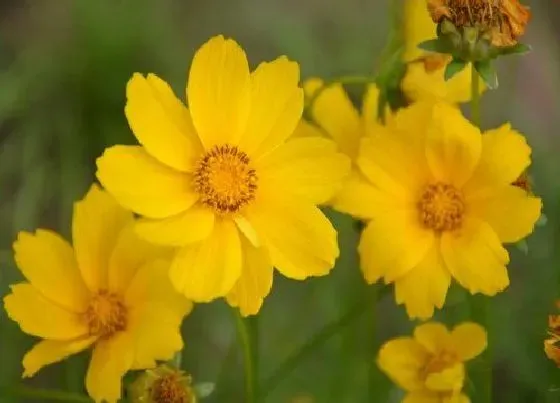 花期|金鸡菊花期是什么时候