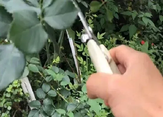 植物修剪|月季夏天可以剪枝吗 什么时候剪月季花枝最好