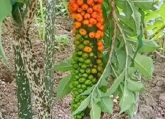 种植管理|魔芋几月份种植合适