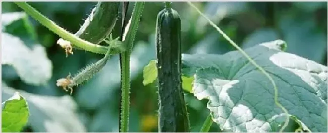 黄瓜定植后促生根方法 | 种植资料