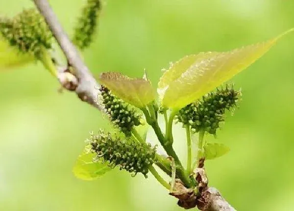 植物发芽|桑树什么时候发芽长叶