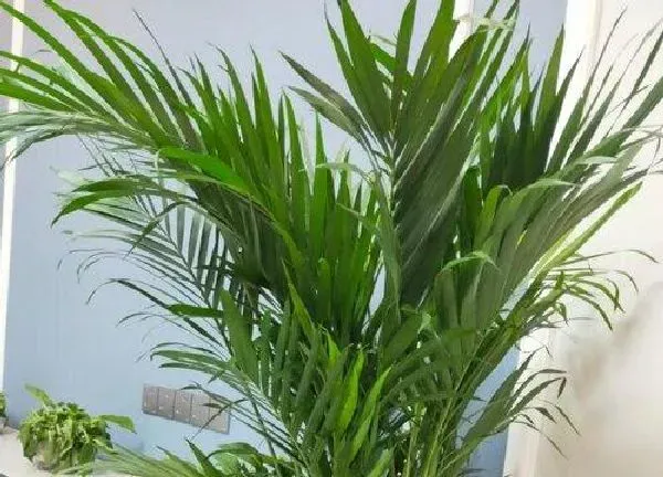 植物移栽|凤尾竹什么时候换盆合适