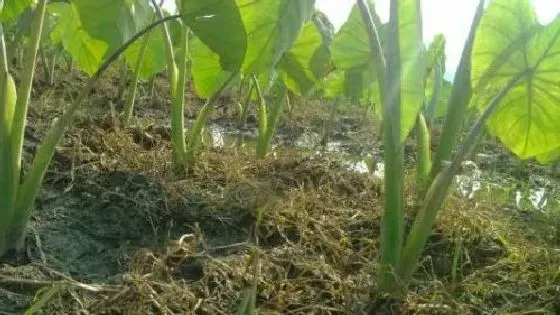 种植百科|芋头种植技术与管理方法 高产栽培技术