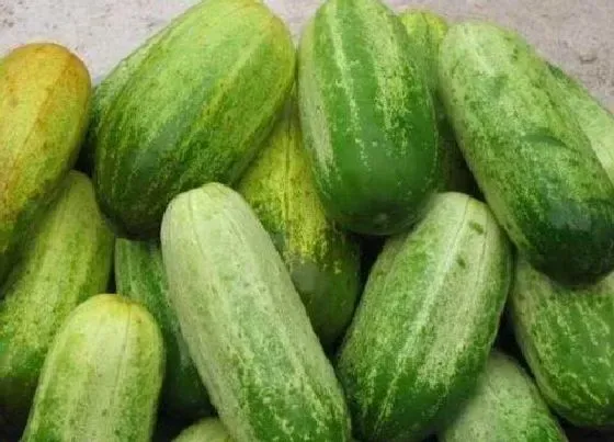 食用技巧|青瓜怎么挑选好吃的