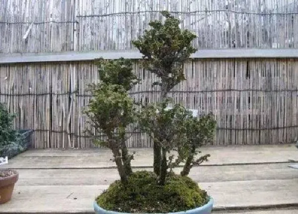 植物移栽|石化桧上盆时间与养护方法