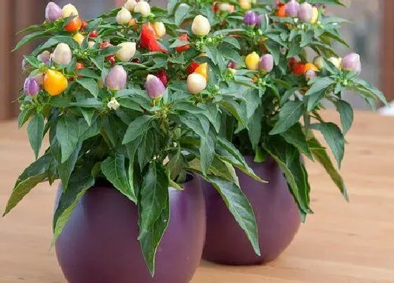 植物播种|五彩甜椒什么时候播种合适