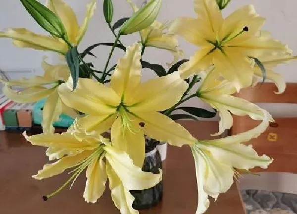 养殖方法|香水百合水培好还是土培好