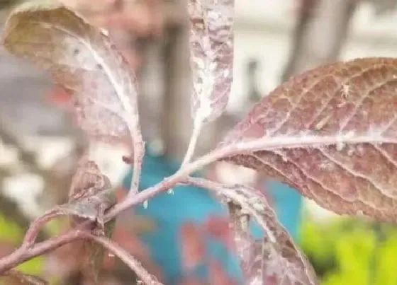 植物虫害|紫叶李病虫害防治技术与方法措施