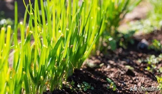 种植管理|韭菜什么时候种最好，种韭菜的最佳时间是几月份）