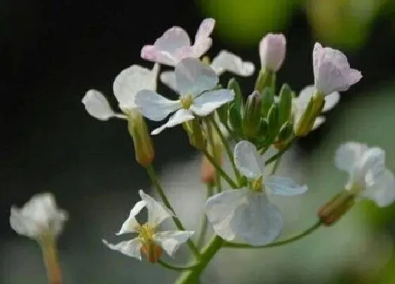 颜色花|萝卜的花是什么颜色