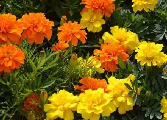 开花时间|孔雀草多久开花一次