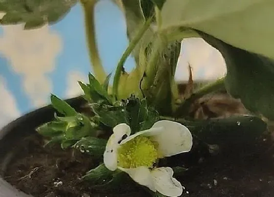 冬天植物|室外草莓冬天会冻死吗