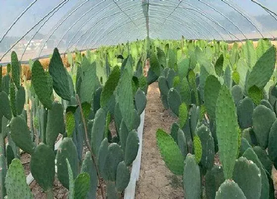植物种类|仙人掌是植物吗 属于灌木植物