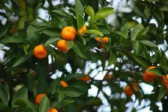 植物施肥|桔子树施什么肥最好 适合用什么肥料