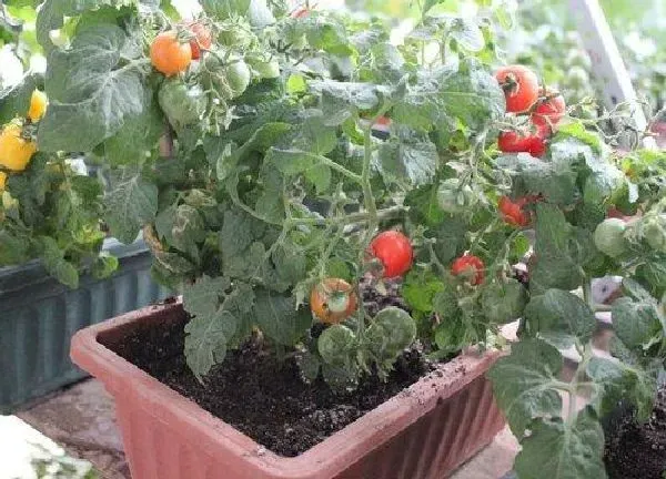 植物浇水|西红柿开花时能浇水吗