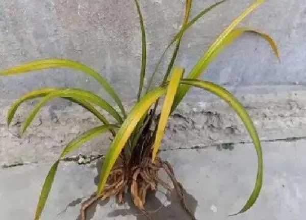 植物扦插|兰花可以扦插吗