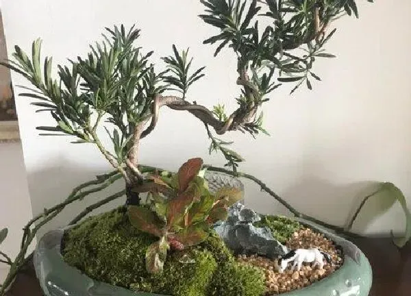 植物发芽|罗汉松不发芽怎么办
