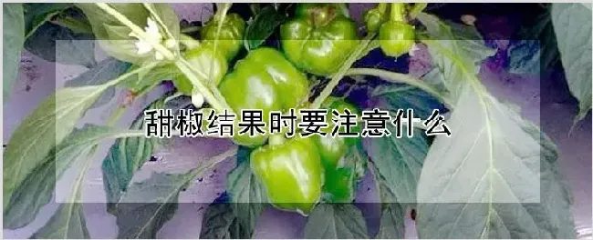 甜椒结果时要注意什么 | 自然知识