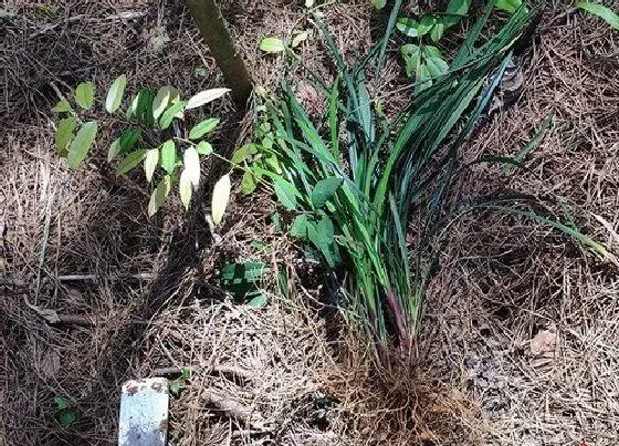 种植百科|麦冬什么时候挖最好