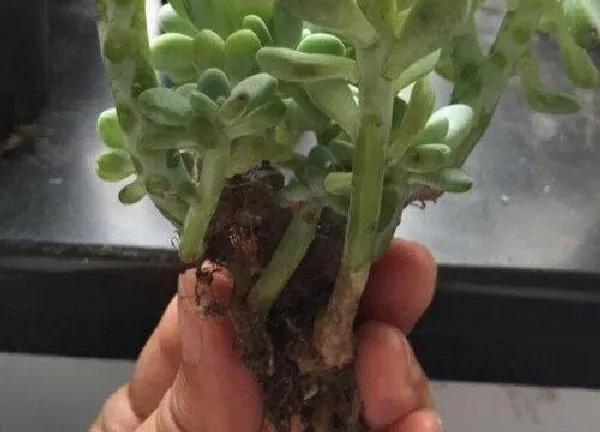 植物生根|劳尔怎么修根