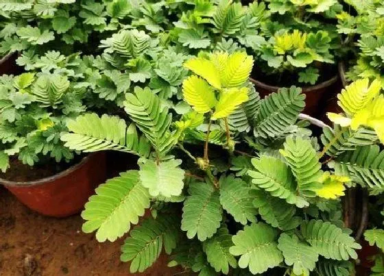 植物修剪|含羞草徒长怎么办