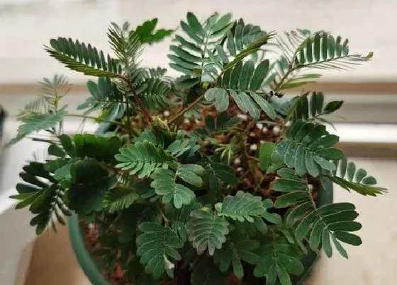 植物修剪|含羞草徒长怎么办