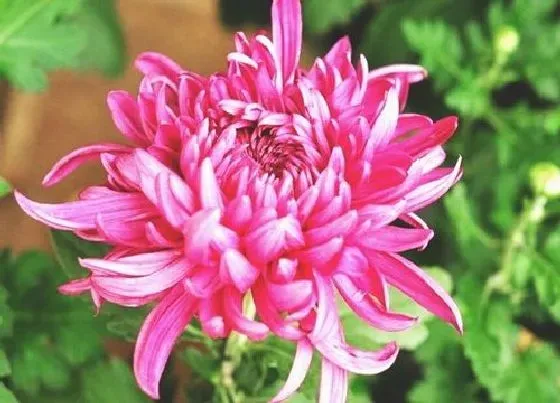 冬天植物|菊花怕冻吗