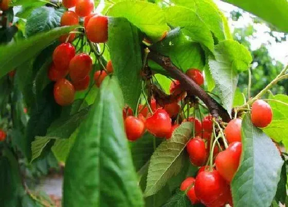 果实成熟|天水樱桃几月份成熟上市