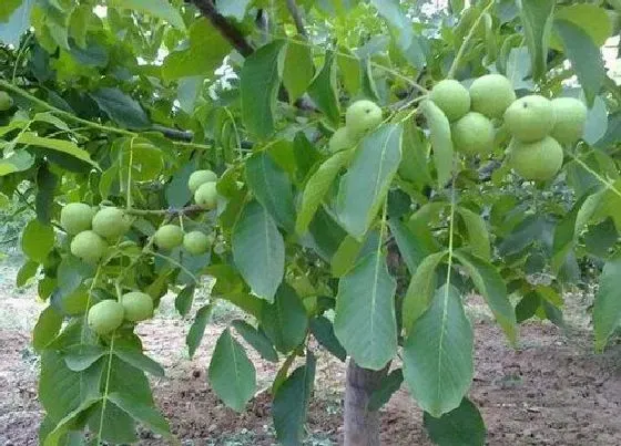植物文学|核桃的生长过程