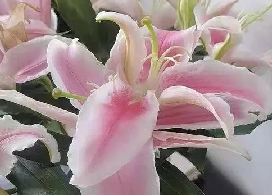 植物寓意|百合花的品质和精神