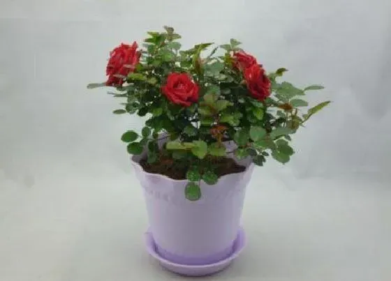 植物寓意|月季花象征着什么意义