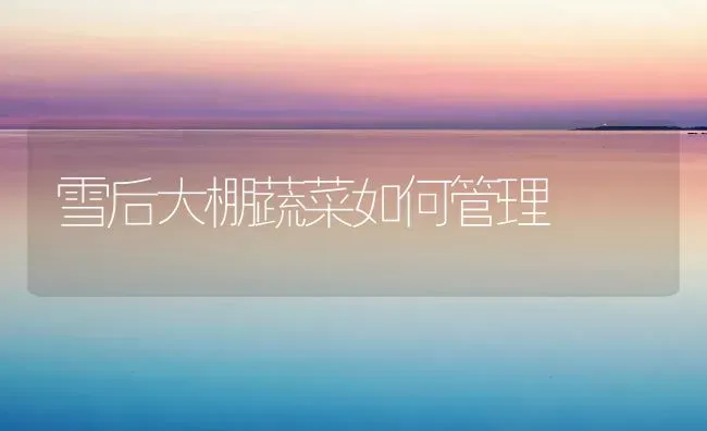 雪后大棚蔬菜如何管理 | 蔬菜种植