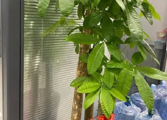 植物寓意|发财树的寓意和象征风水