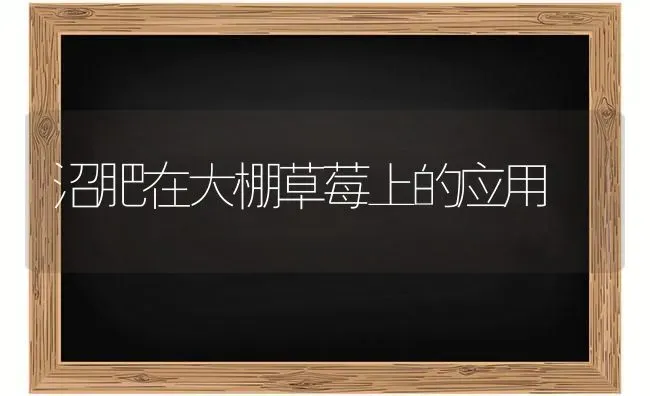沼肥在大棚草莓上的应用 | 瓜果种植