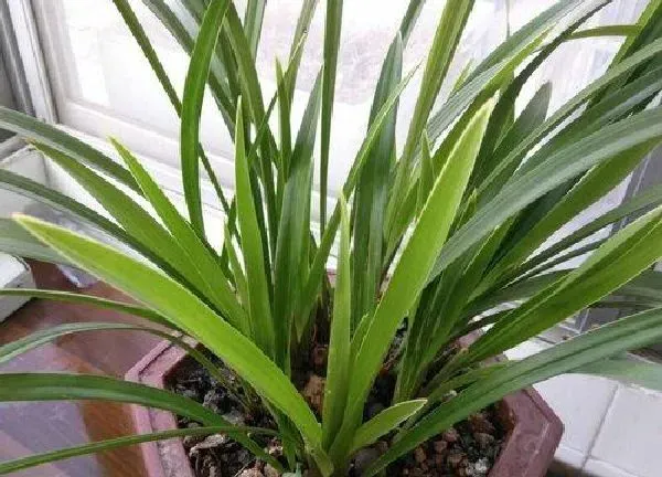 植物扦插|兰花可以扦插吗