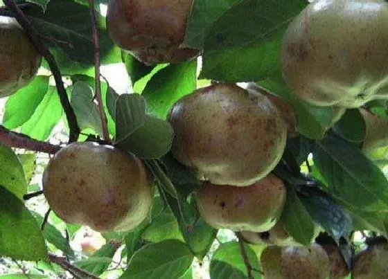 植物嫁接|油茶树可以嫁接什么树