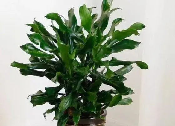 植物百科|时来运转是什么植物类别