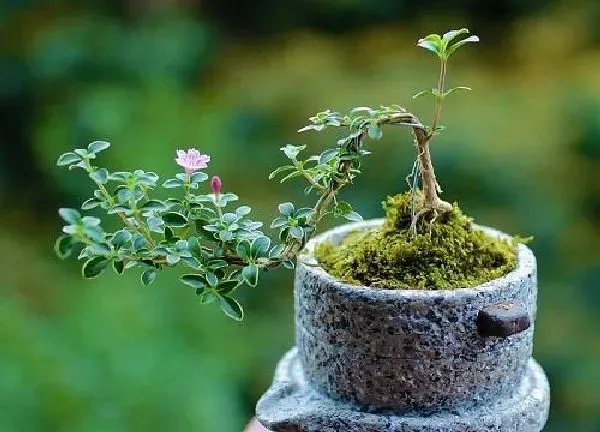 植物移栽|六月雪什么时候换盆好