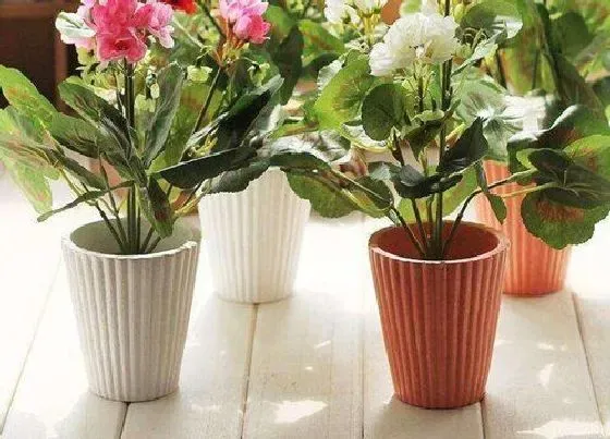 种植位置|家里可以种海棠花吗