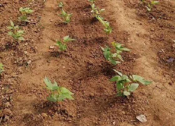 种植方法|豇豆种植时间和方法 栽培管理技术